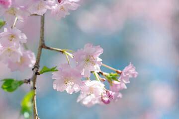 チェリーブロッサム