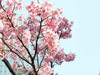 チェリーブロッサム