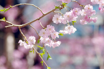 チェリーブロッサム