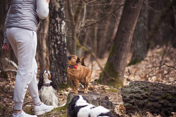 Dog family listening to their human. Small funny doggies in a woodland. Young woman with grey sports pants. Selective focus on the details, blurred background.