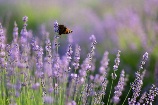 Naklejki Butterfly on lavender flower