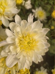 yellow chrysanthemum flower