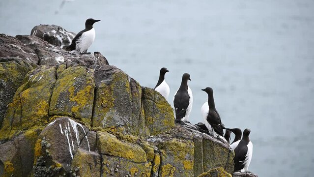 Group of Guillemots (Uria aalge) resting on the cliffs on a cloudy day, getting ready for nesting season. Tripod shot