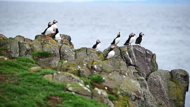 Group of Atlantic Puffins  (Fratercula arctica) sitting on the rocks getting ready for nesting season. Tripod shot