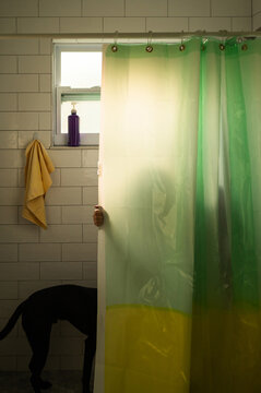 Dog joins master in shower