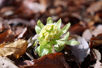 フキノトウ（蕗の薹）