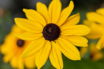 Yellow Flower