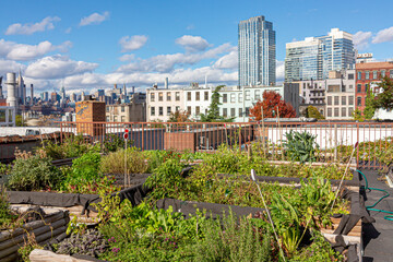 skyline of New York in background with green plants and rooftop garden in front