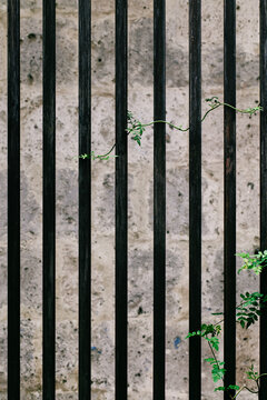 Detail of Young Plant Growing With Wooden Bars