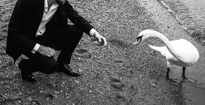 Man feeding a swan