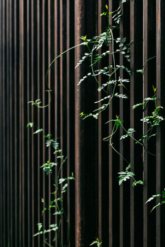 Young Plant Growing With Wooden Bars