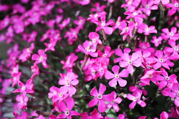 春に咲く可愛いシレネの花