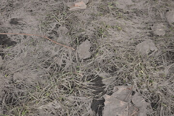 木　枝　砂　土　草　自然　テクスチャ　背景　