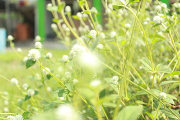 green background of gomphrena celosioides mart.