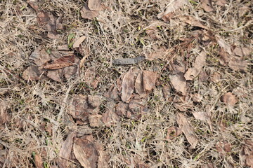 木　枝　砂　土　草　自然　テクスチャ　背景　