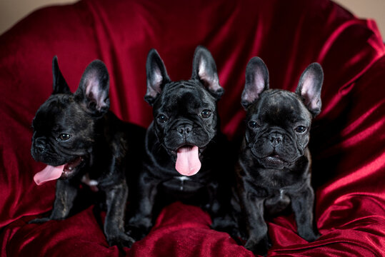French bulldog