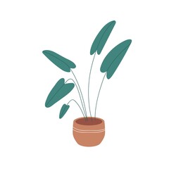 House plant with green leaf growing in planter. Home foliage houseplant in interior flowerpot. Natural room indoor decoration with leaves. Flat vector illustration isolated on white background