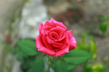Naklejka premium pink rose blooming in the garden