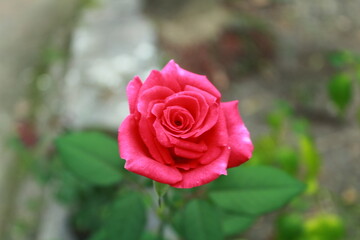 pink rose blooming in the garden