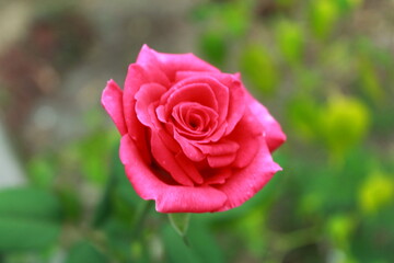 pink rose blooming in the garden