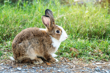 Lovely furry Cute bunny, rabbit in meadow beautiful spring scene, looking at something while sitting on green grass over nature background.