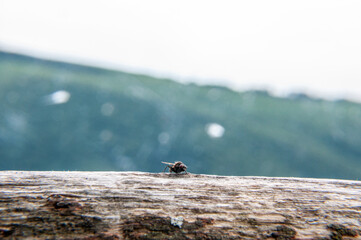 Closeup di mosca su staccionata di legno con sfondo di montagne - colline
