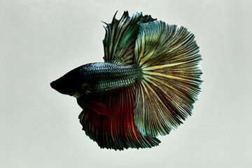 Betta fish fancy halfmoon, Siamese fighting fish on isolated grey background.