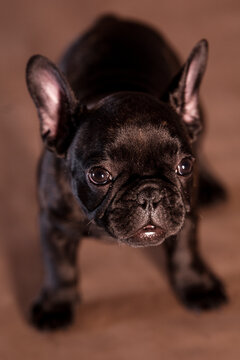 Frenchie