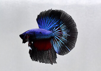 Betta fish fancy halfmoon, Siamese fighting fish on isolated grey background.