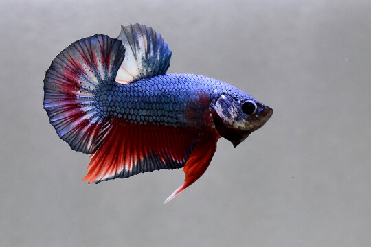 Betta fish halfmoon plakat or HMPK short tails, Siamese fighting fish on isolated grey background.