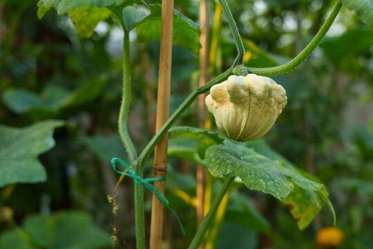 Sechium edule chayote plant are grown