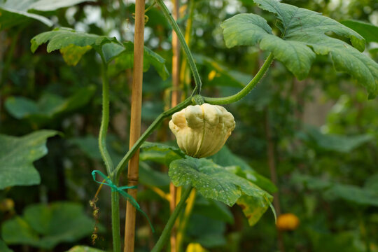 Sechium edule chayote plant are grown