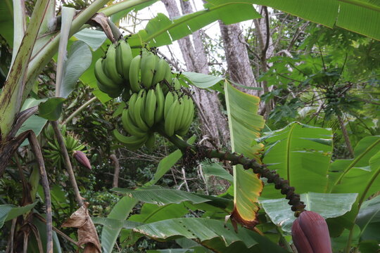 Planta de bananas 