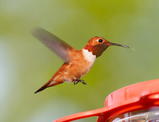 Male Rufous Hummingbird Hovering © Michael