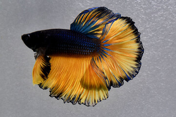 Betta fish halfmoon Black and dark blue mustard gas, Siamese fighting fish some Rose Tails, Feather Tails on isolated grey background.