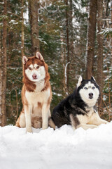 Cute couple of Siberian husky dogs sit in winter forest