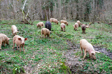 A family of pigs in the forest looking for acorns and mushrooms. The pigs are looking for truffle mushrooms. Caucasian forest. Herd of pigs in the forest.