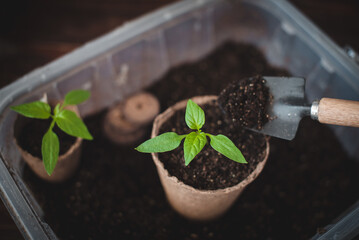 Planting seedlings in a peat pot on a wooden background. Seedlings of peppers. Spring gardening concept.