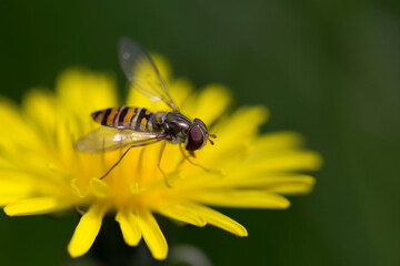 Bee collecting nectar from flower