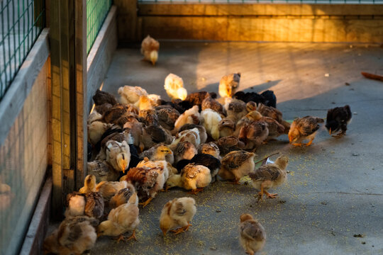chicks on the farm