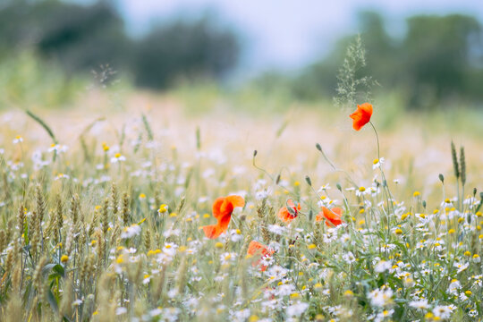 Poppy flower field
