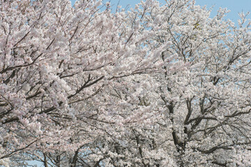 倉吉東郷サイクリングロードの満開の桜（倉吉市）