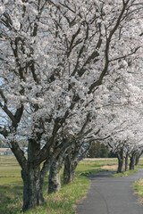 倉吉東郷サイクリングロードの満開の桜（倉吉市）