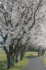 Fototapeta premium 倉吉東郷サイクリングロードの満開の桜（倉吉市）