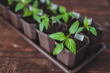 Young seedlings of peppers in pots. Home gardening. Spring gardening concept.