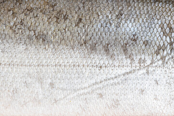 Salmon Skin