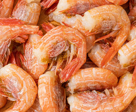 Shellfish Seafood