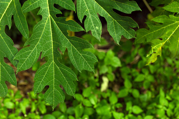 Tropical green big leaves. Tropic forest plant close up background