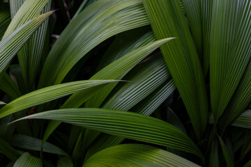 Jungle Tropical Rainforest Frond Leaf background 