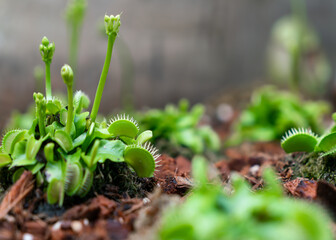 The Venus flytrap or Dionaea muscipula is a carnivorous plant